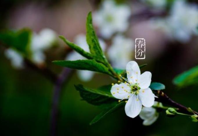春分节气春暖花开最新文艺唯美说说朋友圈文案精选80句