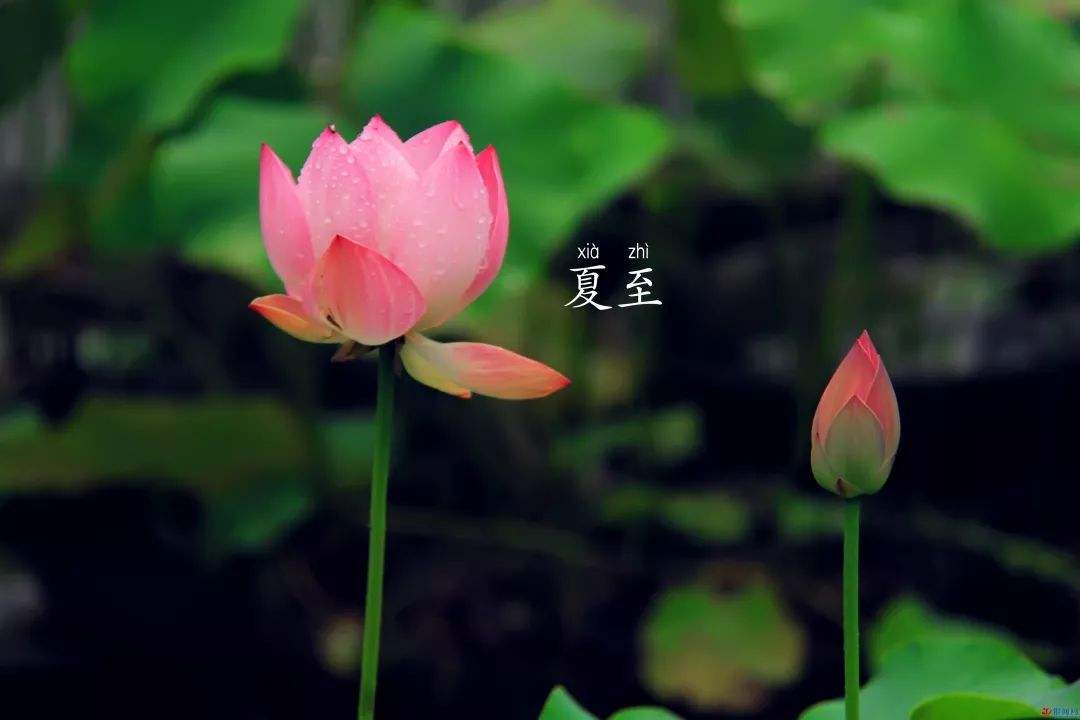 2020夏至节气经典祝福语_夏至节气养生句子精选100句