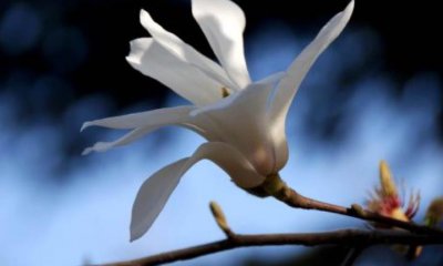 关于春分阳光明媚文艺唯美说说朋友圈精选80句