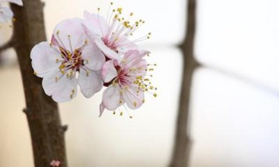 关于春分最新文艺唯美说说朋友圈文案大全_春分说说精选80句